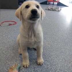 Adopt a dog:Groot/Maremma Sheepdog/Male/4 Months,Hi, I'm Groot and I am a special little boy who is now on the search for my new forever home! Is that going to be with you? As I am a Maremma I will need a family that understands my breed and what I was made to do. As a guardian breed, I will need a lot of socialization and ongoing training to make sure that I become a nice well rounded little man. You will need to understand the management I will need in a home due to my breed behaviors. As a young pup I will need solid and secure fencing as well as indoor and outdoor access. I will not be suited to apartment living and will need a large yard to roam in. It would also be best for me if there was someone home all the time while I am settling in. This will help me build my bonds with my new family and make me feel safe in the home! This will help me feel calm and relaxed throughout my day. I have shown some social behaviors with other dogs but can still show some fear with big boisterous dogs so we will have to make sure if you have a canine, we are the right match. I will need to meet all family members on the day of my adoption especially any little kids to make sure we are the right fit. Requirements: If you think that your home is perfect for little Groot, please place an application in at  Love and Wiggles from Groot! Xxoo
