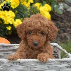 Latte/Mini Goldendoodle									Puppy/Female	/August 7th, 2024,Meet Latte, a cute and sweet F1B Mini Goldendoodle puppy! This precious girl has been family-raised with children and socialized. She is vet-checked and up to date on shots and wormers, and the breeder provides a 30-day health guarantee. If you want to schedule a time to see this perky pup, please call Christopher today!