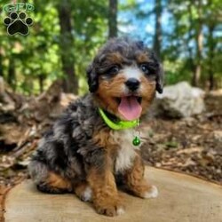 Atlas/Mini Bernedoodle									Puppy/Male	/July 27th, 2024,Beartown Doodles is excited to introduce Atlas from the Galaxy litter. He is a sweet mini bernedoodle puppy raised with lots of love. Atlas would love to have someone to be his furever companion. Mama Molly did an amazing job raising this litter, she is a 30lb mini bernedoodle who is very loving and affectionate. Enzo (Dad) is a beautiful blue merle   mini bernedoodle. Both parents are genetic health tested giving you peace of mind that you will be getting a healthy puppy.