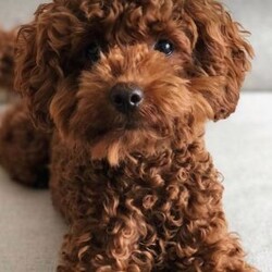 Buzz/Cavapoo									Puppy/Male	/July 9th, 2024,Buzz is a small red cavapoo. He is vet-checked, microchipped and up to date on vaccines and dewormer. He is being potty trained. Full grown weight is 6-8 lb