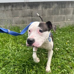 Adopt a dog:Ollie/Staffordshire Bull Terrier/Male/1 Year 3 Months,Hi there! I’m Ollie, a spirited 1 year old Staffy with a heart full of love and energy. I’m a playful, affectionate boy who absolutely adores attention and cuddles, but I do have some quirks that you should know about. I’m quite boisterous, which means I might get a bit wriggly and jumpy when you give me pats, love and attention. I’m learning that it’s okay to move away when I need a break, and I’d really appreciate it if you respect that. I’d prefer to be in a home with no children under 12, as I can become a bit over-excited and need space to calm down when I’ve had enough petting. When it comes to other dogs, I have a tendency to stare at them as I'm still learning what other doggy friends mean. Because of this, I’d need to be the only dog in the household to keep things harmonious. As a Staffy, I’m full of energy and love to play, so I’ll need plenty of mental and physical stimulation to keep me happy and healthy. Regular exercise, engaging toys, and some good old-fashioned fun and training will make my tail wag with joy! Despite my quirks, I’m a sweet boy who thrives on love and positive interactions. If you’re looking for a loyal companion who’ll bring a lot of affection and a bit of excitement into your life, I’m your guy! If I sound like the pawfect boy for you, please come and meet me at the shelter! Lots of love, Ollie xxx -No children under 12 -Must be only dog -Free vet consult