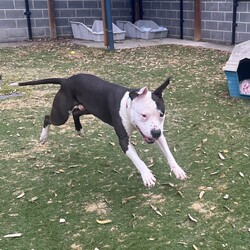 Adopt a dog:Ollie/Staffordshire Bull Terrier/Male/1 Year 3 Months,Hi there! I’m Ollie, a spirited 1 year old Staffy with a heart full of love and energy. I’m a playful, affectionate boy who absolutely adores attention and cuddles, but I do have some quirks that you should know about. I’m quite boisterous, which means I might get a bit wriggly and jumpy when you give me pats, love and attention. I’m learning that it’s okay to move away when I need a break, and I’d really appreciate it if you respect that. I’d prefer to be in a home with no children under 12, as I can become a bit over-excited and need space to calm down when I’ve had enough petting. When it comes to other dogs, I have a tendency to stare at them as I'm still learning what other doggy friends mean. Because of this, I’d need to be the only dog in the household to keep things harmonious. As a Staffy, I’m full of energy and love to play, so I’ll need plenty of mental and physical stimulation to keep me happy and healthy. Regular exercise, engaging toys, and some good old-fashioned fun and training will make my tail wag with joy! Despite my quirks, I’m a sweet boy who thrives on love and positive interactions. If you’re looking for a loyal companion who’ll bring a lot of affection and a bit of excitement into your life, I’m your guy! If I sound like the pawfect boy for you, please come and meet me at the shelter! Lots of love, Ollie xxx -No children under 12 -Must be only dog -Free vet consult