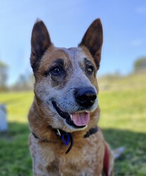 Adopt a dog:Jet/Australian Cattle Dog/Male/9 Years 5 Months,Hey there, my name's Jet! I'm on the lookout for my forever home – somewhere I can spend in the company of my new family. I will need things to do when being left alone so I don't get bored! I'd love some on-going training to build a bond with my new person and to implement nice manners in the home. You may have to be patient with my toileting habits for a while, I've lived in a kennel for a little while, so it'll take some time to adjust. I enjoy a good snuggle, so if you're after a snuggle bug – please consider me! I'm an older gentleman so laying around and keeping you company is all I really want in life.  As far as dogs go… I would prefer to be the only dog in the home as I would like all the love, pats and attention to myself. Any kiddos need to be confident around dogs! Come in to meet me!