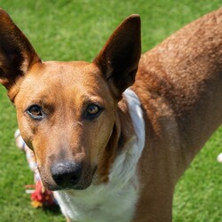 Indie/Australian Kelpie / Australian Cattle Dog/Female/3 Years 7 Months,Hi there, I’m Indie, a 3 year old Kelpie cross gal with a lot of love to give! I’m a sweet girl who thrives on human companionship, but I need a bit of patience while I adjust to a new home. I can get a bit worried about loud and unpredictable noises so a home with kids over 6 would be ideal. I enjoy pats, but I might move away if I’m feeling uncomfortable. I’m also not a fan of apartment living as my high energy needs and need for mental stimulation mean I’d do best with indoor and outdoor access in a more spacious environment. I hope you understand! I would thrive off a household with some routine as I adjust to my new home as this would help me settle into a new environment quicker! As a working breed, I have plenty of energy and need regular mental and physical stimulation to stay happy and healthy. Daily walks, playtime, and engaging activities will be perfect for me. I’m a loving girl who enjoys being around people, and with a bit of patience, I’ll be a wonderful and devoted companion. I also love playing with toys, so lots of toys would be right up my alley in my new home! If I sound like a pawfect companion for you, please come and meet me at the shelter! Lots of love, Indie xx -No children under 6 -Must meet all dogs  -Indoor/outdoor access no apartments -6ft colorbond fencing with secure footings -Someone home more often than not -Free vet consult