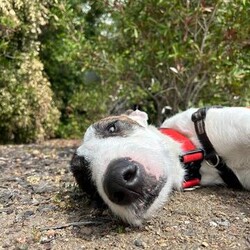 Adopt a dog:Harlo/Irish Wolfhound/Male/1 Year 2 Months,Hey there, my name is Harlo, and I am a sweet young wolfhoundX that is now on the lookout for my very own family! I would love to have a home that allows me both indoor and outdoor access, I can still learn indoor spaces but am gaining confident each day, I would love to be able to snuggle up on the couch with you of a night and have a nice secure backyard for me to spend the day playing and basking in the sun. I will need to meet all family prior to coming home, I can be a bit shy of new people but with some time and patience I warm up and love to play with you. Older children would be better so they can give me some time to settle in and adjust prior to asking too much of me, plus I am a larger boy who doesn't understand the power of my tail at times. I have meet some dogs here at the shelter and I am currently too overwhelmed to meet them appropriately, due to this I will need to be the only dog in the home. Working on my sociability is something we can do once I decompress form shelter life, we will just have to do it slowly and with known social dogs. Due to my breed, I find smaller animals very interesting and want to chase them, I will need to go to a home without smaller animals such as cats. chickens and rabbits. Requirements: -Must meet all family – No children under 12 -Only animal -Outdoor access If you think I could be the handsome man for you and your family, please head into the shelter today to say hi to me and have a play!! Love Harlo