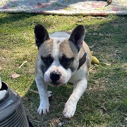 Adopt a dog:Milkshake/French Bulldog / Staffordshire Bull Terrier/Male/1 Year 9 Months,Hi there! I’m Milkshake, a playful and snuggly Bulbasaur x Squirtle hybrid monster… I mean, French Bulldog x Staffy mix. I am a full of life, energetic, affectionate little monster and special Pokémon trainer can handle me just right! I’d really like to be the only dog in my new home—sharing the spotlight with other pooches isn’t quite my style. I’m looking for someone experienced who gets that I need a bit of extra guidance when it comes to meeting other dogs and can help me feel comfortable. I am still learning how to tone down my energy level sometimes so little kids will get easily knocked over. Would prefer a home without these little creatures so I don't hurt them. I’m a bit of a homebody, loves to get whole lotta snuggles with you on the couch but also love to do some zoomies in my own backyard or potter around while you chill in the garden. No, no partying at the Dog Off-lead park! If you’re an experienced dog lover who can offer me the stability, loving environment I need, I’d be thrilled to meet you. Let’s create some wonderful memories together—after all, life’s better with a Milkshake by your side! If you think you could be my special Pokémon trainer, please enquire through this link   to talk to my current Trainers to arrange a Meet & Greet. Just say 