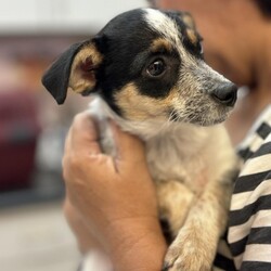 Adopt a dog:Mia/Jack Russell Terrier/Female/Baby,Meet Mia, the cutest little tomboy you'll ever meet! With her striking tricolor fur and a personality as bright as her looks, she's the ultimate fun-loving spirit. At just 3 months old, Mia is already showing off her smarts, playful energy, and adventurous heart. Don't be fooled by her age-she's convinced she's all grown up and ready to take on the world! Whether it's chasing toys, splashing in water, or exploring new places, Mia's zest for life is infectious, making her the perfect partner for any adventure.

Mia absolutely adores playing with other dogs and can often be found rolling around in the grass, having the time of her life. She's always up for a good romp and would love a home where she can let her playful energy shine. With her love of water and boundless curiosity, Mia is ready to bring joy and excitement to her forever family. If you're looking for a smart, fun-loving pup who's full of personality, Mia is eager to be your loyal companion on all of life's adventures!