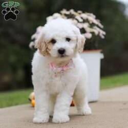 Autumn/Mini Bernedoodle									Puppy/Female	/7 Weeks,Meet our charming Mini Bernedoodle puppy named Autumn, she is a bundle of joy and fluff that will steal your heart instantly! With fluffy fur and eyes that sparkle with curiosity, this little girl is ready to fill your home with joy. She has a heart full of love and a playful spirit that will fill your home with laughter. Whether cuddled up on the couch or exploring the great outdoors she is ready to bring endless joy and companionship to the lucky family that opens their hearts to her boundless affection. Her playful demeanor makes her a wonderful companion for both individuals and families alike.