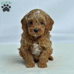 Maple/Cavapoo									Puppy/Male	/6 Weeks,Pumpkin patch, hayrides, fresh cider, and a frisky puppy! Are you missing the frisky puppy? Don’t keep looking! This one is waiting for you! He is socialized with children and raised in a loving family. He is microchipped, up to date on vaccinations, vet checked, comes with a 30 day health guarantee and a 2 year health guarantee. No need to buy accessories because he also comes with a small bag of dog food, collar, leash, toy, and scent towel! Any questions? Feel free to call or email today! Puppies can be held with a down payment. 