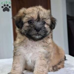 Kayla/Teddy Bear									Puppy/Female	/6 Weeks,Hello everyone! Meet our precious little gal, Miss kayla. She is a beautiful teddy bear puppy with a beautiful coat of soft wavy hair! Her mom is a Bichon and dad is a Shihtzu. Kayla will be between 10 and 15lbs fully grown. And she has very minimal shedding. She has a very sweet temperament, is playful and does super well around kids! She is very cuddly and loves giving kisses as well! She will be available to her new home on Oct 10th. She is a very happy and healthy little one!