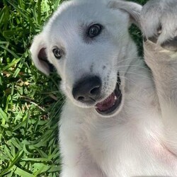 Adopt a dog:Groot/Maremma Sheepdog/Male/4 Months,Hi, I'm Groot and I am a special little boy who is now on the search for my new forever home! Is that going to be with you? As I am a Maremma I will need a family that understands my breed and what I was made to do. As a guardian breed, I will need a lot of socialization and ongoing training to make sure that I become a nice well rounded little man. You will need to understand the management I will need in a home due to my breed behaviors. As a young pup I will need solid and secure fencing as well as indoor and outdoor access. I will not be suited to apartment living and will need a large yard to roam in. It would also be best for me if there was someone home all the time while I am settling in. This will help me build my bonds with my new family and make me feel safe in the home! This will help me feel calm and relaxed throughout my day. I have shown some social behaviors with other dogs but can still show some fear with big boisterous dogs so we will have to make sure if you have a canine, we are the right match. I will need to meet all family members on the day of my adoption especially any little kids to make sure we are the right fit. Requirements: If you think that your home is perfect for little Groot, please place an application in at  Love and Wiggles from Groot! Xxoo