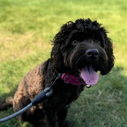 Adopt a dog:me/Cockapoo/Female/Young,COURTESY POSTING! If interested, please contact owner at:  nikea443@gmail.com
Nova is a one year old, 14 pound very energetic and friendly cockapoo pup who loves to be close to her people—she’ll follow you around like a shadow! While she has a hyper personality, she’s also affectionate and sociable with everyone she meets. She does have some selective hearing and can be a little anxious and nippy at times, but she’s been improving. I would love for her to go to a home with energetic adults who live an active lifestyle. Nova has a lot of energy and would thrive in an environment where she can run, play, and stay engaged. Additionally, she would benefit from some extra training to help her channel her enthusiasm and further improve her manners. She would do well as the only dog in the home and one with a fenced in yard. Nova is spayed and up-to-date on her vet care. She is located in the Metro Boston area and a rehoming fee is required, which will be donated to a charity. If interested or have any questions, please contact owner at: nikea443@gmail.com