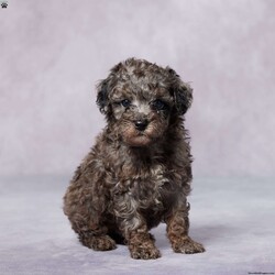 Ron/Toy Poodle									Puppy/Male	/8 Weeks,Meet Ron, an adorable Toy Poodle who’s ready to find his perfect forever family! Ron has been raised in a loving environment and is used to being around people, so he’s already full of love and affection. He’s playful, curious, and always excited to be by your side. This little guy has been vet checked, microchipped, and is up to date on vaccines and dewormer, ensuring he’s happy and healthy. Plus, he comes with a health guarantee, giving you peace of mind as you welcome him home. With his friendly nature and sweet personality, Ron is sure to steal your heart! Delivery options are available, so bringing Ron home is easy, no matter where you are. Don’t wait—reach out today and make this loving pup a part of your family!