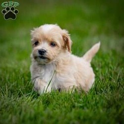 Clyde/Maltipoo									Puppy/Male	/July 17th, 2024,Clyde is a delightful male Maltipoo puppy with a tan and white coat, looking for his forever home! As a mix between a Maltese and a Toy Poodle, Clyde combines the best of both breeds – a charming personality, known for being affectionate, intelligent, and playful, along with a non-shedding, hypoallergenic coat. Maltipoos are excellent companions, making them perfect for families, singles, or seniors alike.