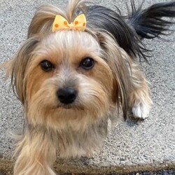 Adopt a dog:Daisy Mae/Yorkshire Terrier/Female/Young,PLEASE READ! THIS IS A COURTESTY POST, CONTACT DEBBIE AT 209-607-7464 OR EMAIL  deb0625@yahoo.com DAISY MAE IS BEING FOSTERED IN SONORA.

Meet Daisy Mae

She is a 1 1/2-year-old 8-pound Yorkie. She is sweet as can be but a little timid with quick movements due to being traumatized by a young child. She loves toys and loves to play with other friendly dogs. She loves being by her person. She is pee pad trained and doing so much better going potty outside with the others. NO CATS OR SMALL CHILDREN FOR DAISY MAE. 
An ideal home would be one that loves the Yorkie breed and has another small dog so Daisy Mae can have a playmate, but it’s not a deal breaker if you don’t. A home that is calm but the applicant is still an active person or an active family that will take her on outings to get her more comfortable with the world if that makes sense. Must have an established veterinarian and groomer. Daisy Mae is chipped and vaccinated and will be spayed on October 2nd. She is being fostered in Sonora. Serious inquiries only please. 
Text or email for an application to deb0625@yahoo.com or 209-607-7464
- [x] Screening 
- [x] Home check
- [x] Must have established veterinarian 
- [x] Must have established groomer
- [x] Must have secured fenced yard 
- [x] Adoption fee of $400 applie