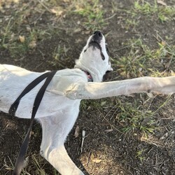 Adopt a dog:Harlo/Irish Wolfhound/Male/1 Year 2 Months,Hey there, my name is Harlo, and I am a sweet young wolfhoundX that is now on the lookout for my very own family! I would love to have a home that allows me both indoor and outdoor access, I can still learn indoor spaces but am gaining confident each day, I would love to be able to snuggle up on the couch with you of a night and have a nice secure backyard for me to spend the day playing and basking in the sun. I will need to meet all family prior to coming home, I can be a bit shy of new people but with some time and patience I warm up and love to play with you. Older children would be better so they can give me some time to settle in and adjust prior to asking too much of me, plus I am a larger boy who doesn't understand the power of my tail at times. I have meet some dogs here at the shelter and I am currently too overwhelmed to meet them appropriately, due to this I will need to be the only dog in the home. Working on my sociability is something we can do once I decompress form shelter life, we will just have to do it slowly and with known social dogs. Due to my breed, I find smaller animals very interesting and want to chase them, I will need to go to a home without smaller animals such as cats. chickens and rabbits. Requirements: -Must meet all family – No children under 12 -Only animal -Outdoor access If you think I could be the handsome man for you and your family, please head into the shelter today to say hi to me and have a play!! Love Harlo