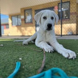 Adopt a dog:Groot/Maremma Sheepdog/Male/4 Months,Hi, I'm Groot and I am a special little boy who is now on the search for my new forever home! Is that going to be with you? As I am a Maremma I will need a family that understands my breed and what I was made to do. As a guardian breed, I will need a lot of socialization and ongoing training to make sure that I become a nice well rounded little man. You will need to understand the management I will need in a home due to my breed behaviors. As a young pup I will need solid and secure fencing as well as indoor and outdoor access. I will not be suited to apartment living and will need a large yard to roam in. It would also be best for me if there was someone home all the time while I am settling in. This will help me build my bonds with my new family and make me feel safe in the home! This will help me feel calm and relaxed throughout my day. I have shown some social behaviors with other dogs but can still show some fear with big boisterous dogs so we will have to make sure if you have a canine, we are the right match. I will need to meet all family members on the day of my adoption especially any little kids to make sure we are the right fit. Requirements: If you think that your home is perfect for little Groot, please place an application in at  Love and Wiggles from Groot! Xxoo