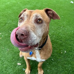 Adopt a dog:Zane/American Staffordshire Terrier/Male/10 Years 6 Months,Hi there! I’m Zane, a charming 10 year old American Staffy with a heart full of love and a gentle spirit. I’m a friendly fella who gets along well with other dogs. I enjoy meeting new doggy friends and would prefer a calm social doggy friend that understands when I've had enough play time. I've been through my days of endless zooms and playing with young doggy friends but now I gracefully step back to recharge, so it’s best if my future canine pals are calm and easygoing too. When it comes to children, I feel I’d ne great with children and l would love when they come to play and keep me company. I want everyone to feel comfortable around me, especially since I’m a senior dog who has a wealth of wisdom to share. So please bring any children to come and meet me! As a wise old soul, I appreciate the simple things in life – warm sunbeams, gentle pats, and cozy naps on the couch. I’m looking for a loving family to share my golden years with, where I can feel safe and cherished. Caring for an older boy like me means regular vet check-ups, a healthy diet to keep my joints happy, and, most importantly, lots of love and attention. If you’re looking for a loyal companion who’s ready to give and receive love, I’m your guy! Let’s create beautiful memories together. Lots of love, Zane xoxo -Must meet all dogs -Must meet all children -Someone home more often than not (at least for settling in period) -Free consult at time of adoptio