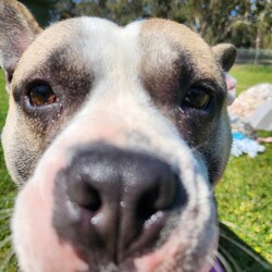 Adopt a dog:Milkshake/French Bulldog / Staffordshire Bull Terrier/Male/1 Year 9 Months,Hi there! I’m Milkshake, a playful and snuggly Bulbasaur x Squirtle hybrid monster… I mean, French Bulldog x Staffy mix. I am a full of life, energetic, affectionate little monster and special Pokémon trainer can handle me just right! I’d really like to be the only dog in my new home—sharing the spotlight with other pooches isn’t quite my style. I’m looking for someone experienced who gets that I need a bit of extra guidance when it comes to meeting other dogs and can help me feel comfortable. I am still learning how to tone down my energy level sometimes so little kids will get easily knocked over. Would prefer a home without these little creatures so I don't hurt them. I’m a bit of a homebody, loves to get whole lotta snuggles with you on the couch but also love to do some zoomies in my own backyard or potter around while you chill in the garden. No, no partying at the Dog Off-lead park! If you’re an experienced dog lover who can offer me the stability, loving environment I need, I’d be thrilled to meet you. Let’s create some wonderful memories together—after all, life’s better with a Milkshake by your side! If you think you could be my special Pokémon trainer, please enquire through this link   to talk to my current Trainers to arrange a Meet & Greet. Just say 