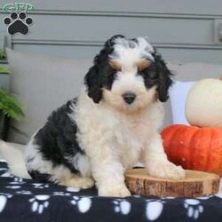 Alex/Mini Bernedoodle									Puppy/Male	/7 Weeks,Alex is a stunning Mini Bernedoodle with the sweetest, playful personality. His hair is so soft and fluffy and has the cutest brown eye brows. He would make the best cuddling buddy! Alex is played with daily by my 3 year old and does so well with younger children. He is intelligent and always go potty outside. Alex is vet checked, dewormed, vaccinated, and comes with a one year genetic health guarantee. To meet this loveable fluffball call or text Casondra today.