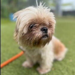 Adopt a dog:Lottie/Shih Tzu/Female/Adult,This darling girl was found wandering the street and PAW scooped her up to find her forever home. Little Lottie is estimated to be about 5 years old and weighs 10 pounds. She is a sweet girl who comes to people easily for pets. She enjoys being carried around like a little pocket pup. Lottie walks well on the leash with a cute bounce in her step.

Lottie did not react to other pups in the shelter but we are still getting to know her. She will be with a short term foster as she recovers from her neutering and we will update more. If you are interested in adopting or fostering her act quickly! With a little girl this cute and sweet she will get snapped up!

PAW adopts to the local VA/ DC/ MD area.