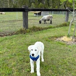 Adopt a dog:Groot/Maremma Sheepdog/Male/4 Months,Hi, I'm Groot and I am a special little boy who is now on the search for my new forever home! Is that going to be with you? As I am a Maremma I will need a family that understands my breed and what I was made to do. As a guardian breed, I will need a lot of socialization and ongoing training to make sure that I become a nice well rounded little man. You will need to understand the management I will need in a home due to my breed behaviors. As a young pup I will need solid and secure fencing as well as indoor and outdoor access. I will not be suited to apartment living and will need a large yard to roam in. It would also be best for me if there was someone home all the time while I am settling in. This will help me build my bonds with my new family and make me feel safe in the home! This will help me feel calm and relaxed throughout my day. I have shown some social behaviors with other dogs but can still show some fear with big boisterous dogs so we will have to make sure if you have a canine, we are the right match. I will need to meet all family members on the day of my adoption especially any little kids to make sure we are the right fit. Requirements: If you think that your home is perfect for little Groot, please place an application in at  Love and Wiggles from Groot! Xxoo