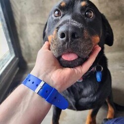 Adopt a dog:Magenta/Rottweiler/Female/5 Years 6 Months,Hi there! I’m Magenta, a 5 year old Rottweiler with a heart full of love just waiting for the right person to share it with. I’m looking for an experienced owner who understands that I’m a bit of a nervous Nellie. When I first arrived at the shelter, I was quite nervous, and even though I’ve made progress, I still get a bit anxious sometimes. But don’t worry, I’m not as timid as I used to be! I’m super food motivated, which is great news because it means I’m a quick learner when treats are involved. My ideal home is one where things are calm and quiet. I’m not a fan of loud noises or a lot of commotion. I need a peaceful environment to feel safe and relaxed. When you meet me, it’s important that everyone in the household gets to know me. I’m a little wary of new people at first, especially if they’re unfamiliar, so it’s best if all the members of the family come to meet me before we head home together. This includes any kids in the house. I’d do best with children who are at least 12 years old and can understand that I need my space and gentle interactions. While I don’t show a lot of interest in other dogs, I am comfortable around them. I might be able to live with another calm dog if they’re okay with just co-existing and not trying to be my best friend right away. I might be nervous, but once I get to know you, you’ll see just how sweet and loving I can be. I need someone who’s willing to take things slowly and create a safe haven for me, maybe a cozy crate or a quiet corner where I can retreat when I need to. With patience, understanding, and lots of TLC, I promise I’ll show you just how amazing life can be with me by your side. If you think you can offer me the kind of home I’m looking for, I’d love to meet you and see if we’re a match. Please fill out an expression of interest form  . Thanks for considering giving a shy girl like me a chance! Lots of love, Magenta xx -Experienced owner -Must meet all family -Quiet/calm household -No children under 12 -Must meet all dogs -Indoor/outdoor access -Free vet consult