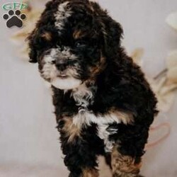 Becky/Mini Bernedoodle									Puppy/Female	/7 Weeks,Do you love Bernese Mountain dogs but struggle with the heavy shedding then take a look at this puppy. With their poodle hair but Bernese happy personality they are sure to please.