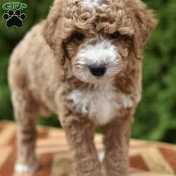 Courdoroy/Mini Goldendoodle									Puppy/Male	/7 Weeks,Looking for a new cuddly companion?Our Mini Goldendoodle Babys ate the perfect choice!These sweet lil pups are full of Love and ready to bring Joy to your life.Don’t wait,come meet the today!