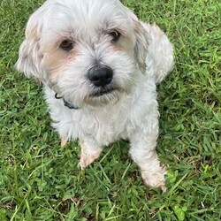 Adopt a dog:Gunner/Shih Tzu/Male/Adult,AN INQUIRY FROM PETFINDER IS NOT AN APPLICATION! READ THE ENTIRE POST FOR INFORMATION HOW TO APPLY.

Meet Gunner! Gunner is a 4 year old male shih tzu and he weighs about 16 pounds. Gunner arrived in rescue when his previous family could no longer care for him. He has settled into foster care well, but is ready to find a forever family of his own! His foster mom says: Gunner is a sweet, shy, and laid-back dog who's looking for a loving family. Gunner enjoys short walks and prefers to cuddle with his human rather than play with toys. While he's not fully house-trained, he'll do well with a consistent schedule and can use puppy pads. He doesn't like being left alone, so a home with someone who's home most of the time would be ideal. Despite missing a few front teeth, Gunner has a charming smile and a gentle disposition. He's great with older children, other dogs, and cats. He's not a barker, preferring to relax and soak up all the love he can get. If you're looking for a quiet and affectionate companion who will be happy to snuggle up with you on the couch, Gunner is the perfect dog for you. He's a low-maintenance pup who just needs a loving home to call his own.

Gunner is neutered, up to date on vaccines, heartworm negative, microchipped and has had his teeth cleaned.

Gunner is fostered in the Orlando area and his adoption donation is $325. If you are interested in applying to adopt Gunner, please visit www.floridalittledogrescue.com to read the adoption process and complete an application! Please note that emails simply asking 