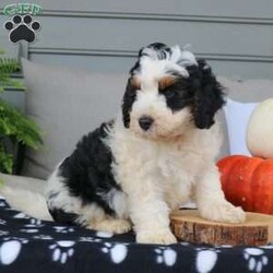 Alex/Mini Bernedoodle									Puppy/Male	/7 Weeks,Alex is a stunning Mini Bernedoodle with the sweetest, playful personality. His hair is so soft and fluffy and has the cutest brown eye brows. He would make the best cuddling buddy! Alex is played with daily by my 3 year old and does so well with younger children. He is intelligent and always go potty outside. Alex is vet checked, dewormed, vaccinated, and comes with a one year genetic health guarantee. To meet this loveable fluffball call or text Casondra today.