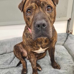 Buddy/Staffordshire Bull Terrier/Male/8 Years 3 Months,Hi there, my name is Buddy, I'm a sweet older man looking for my furever home. Will I become your best Buddy? I'm looking for a home where I can hang out with you and keep you company, whether that's at your desk, watching tv, or whatever it is that you like to do! My preference would be a house rather than an apartment because I can be a little unsettled when I hear noises, but please have a chat to our team if you are keen on me! While I am here I have been keeping the humans great company in their office, so they can tell you all about my sweet personality and talented couch potato abilities. Other dogs can make me a bit tense and unsure, so it'd be best for me to be the only dog in the household and avoid those busy places like dog parks and off lead beaches. But that means I get to spend even more time with you! I do enjoy the close company of people and I’m really good at making friends with teenagers and adults, but sometimes I use my mouth a little when trying to get your attention. Whoops! Because of this, I need to go to a home with children over 6. Older children will be able to help in my training at home where I can learn new skills and life experiences. I am currently in foster care looking for my forever home, so if you think i could be the one please click the link. Requirements: