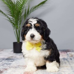 Biscuit/Mini Bernedoodle									Puppy/Male	/7 Weeks,Meet Biscuit, your new best friend! This sweet Mini Bernedoodle is full of love and ready to bring joy to your home. Raised with care in a family environment, Biscuit is perfect for families or individuals looking for a loyal companion. He’s already vet-checked, microchipped, and up-to-date on his vaccines and dewormer, so you can feel confident about his health. With his playful personality and loving nature, Biscuit is sure to become a cherished member of your family. He’s waiting for the perfect home—could that be yours? Don’t miss out on this bundle of happiness!