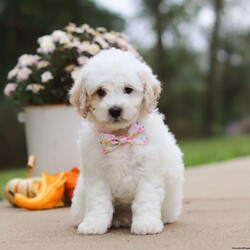 Autumn/Mini Bernedoodle									Puppy/Female	/7 Weeks,Meet our charming Mini Bernedoodle puppy named Autumn, she is a bundle of joy and fluff that will steal your heart instantly! With fluffy fur and eyes that sparkle with curiosity, this little girl is ready to fill your home with joy. She has a heart full of love and a playful spirit that will fill your home with laughter. Whether cuddled up on the couch or exploring the great outdoors she is ready to bring endless joy and companionship to the lucky family that opens their hearts to her boundless affection. Her playful demeanor makes her a wonderful companion for both individuals and families alike.