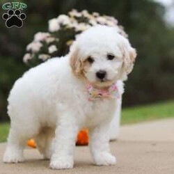 Autumn/Mini Bernedoodle									Puppy/Female	/7 Weeks,Meet our charming Mini Bernedoodle puppy named Autumn, she is a bundle of joy and fluff that will steal your heart instantly! With fluffy fur and eyes that sparkle with curiosity, this little girl is ready to fill your home with joy. She has a heart full of love and a playful spirit that will fill your home with laughter. Whether cuddled up on the couch or exploring the great outdoors she is ready to bring endless joy and companionship to the lucky family that opens their hearts to her boundless affection. Her playful demeanor makes her a wonderful companion for both individuals and families alike.