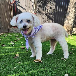 Adopt a dog:Mandy Moore/Miniature Poodle/Female/Senior,Meet Mandy Moore!

She is an adorable 10 year old senior girl looking for a retirement home.
Mandy is an absolute sweetheart. She enjoys sleeping away in her dog bed, loves dinner time and relaxing next to you on the couch.  Mandy would do best in a quiet and patient home where she would get lots of attention. She does have cataracts but does well navigating around the house and yard. She is currently living with other older dogs and cats and does great with all. 

Mandy is fixed, UTD on shots, dewormed, flea treated, microchipped, health checked, and has had a full dental and bloodwork done.