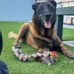 Adopt a dog:Nigel/Belgian Shepherd (Malinois)/Male/9 Years,Hello there! I'm Nigel, a senior Shepherd with a heart as big as my paws. I've had quite the journey, and now I'm looking for a special home where my experienced new owner can give me the love and care I need. While I’m generally sweet-natured and enjoy my toys, it's important to know that I have some quirks. For example, I can get a bit too excited during toy play, so it's important that playtime is structured, especially if there are children in the home. I do best in a household with no kids under 12 I'd say! I've seen doggies on my walks at shelter however I will be best suited to a single dog household. Despite my age, I still need plenty of physical and mental stimulation. Regular walks and engaging activities are essential to keep me happy and healthy. I may be a senior, but I still have a zest for life and enjoy interactive play and mental challenges. If you’re an experienced owner ready to give me the structure and love I need, I’d be thrilled to be your loyal companion. I promise, with the right care, I'll bring a lot of joy to your life. Lots of love, Nigel xx -Experienced owner -No children under 12 -Must be only dog -No pocket pets/cats Free vet consult at adoptio