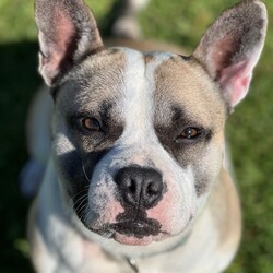 Adopt a dog:Milkshake/French Bulldog / Staffordshire Bull Terrier/Male/1 Year 9 Months,Hi there! I’m Milkshake, a playful and snuggly Bulbasaur x Squirtle hybrid monster… I mean, French Bulldog x Staffy mix. I am a full of life, energetic, affectionate little monster and special Pokémon trainer can handle me just right! I’d really like to be the only dog in my new home—sharing the spotlight with other pooches isn’t quite my style. I’m looking for someone experienced who gets that I need a bit of extra guidance when it comes to meeting other dogs and can help me feel comfortable. I am still learning how to tone down my energy level sometimes so little kids will get easily knocked over. Would prefer a home without these little creatures so I don't hurt them. I’m a bit of a homebody, loves to get whole lotta snuggles with you on the couch but also love to do some zoomies in my own backyard or potter around while you chill in the garden. No, no partying at the Dog Off-lead park! If you’re an experienced dog lover who can offer me the stability, loving environment I need, I’d be thrilled to meet you. Let’s create some wonderful memories together—after all, life’s better with a Milkshake by your side! If you think you could be my special Pokémon trainer, please enquire through this link   to talk to my current Trainers to arrange a Meet & Greet. Just say 