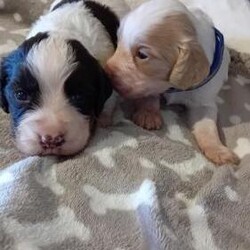 Adopt a dog:KC registered working cocker spaniels PRA,FN,AMS clear/Cocker spaniel/Mixed Litter/6 weeks,Pleased to announce the safe arrival of Autumn's puppies.
Mum and Dad are PRA FN AMS clear.
Puppies will come with KC registered pedigree
Chipped.
First vaccination
Worming treatments up to date.
Flea treatment.
Blanket with Mums scent on.
Bag of change over food.
Puppies are raised on Royal Canin
Puppies are well socialised with children and my other dogs.
Well socialised with washing
machine TV,Hoover etc as puppies are reared in the house.
Deposit can secure your puppy once I am confident they will be going to the correct home.
Puppies also come with a life time of support.