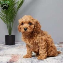 Tanner/Cavapoo									Puppy/Male	/8 Weeks,Woof, woof! Hey it’s Tanner! Tanner is full of energy, well socialized and loves to be cuddled by adults and children. He will be sure to capture your heart with his puppy kisses and sweet personality. He was born to Sasha (Cavalier Mom) and Rusty (red mini poodle Dad) on Aug 2nd. Mom weighs 13 lbs & Dad 12 lbs. So we expect Tanner to be around 12-13 lbs. full grown. He’s up to date on vaccines and dewormers to keep him happy & healthy. Text or call today if you would like to meet him in person or put a deposit on him and we’ll hold him for you until you can pick him up or… we offer delivery to your door for an additional fee. A basket with food, blanky & all paperwork will be sent with Tanner to his new home.