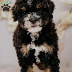 Becky/Mini Bernedoodle									Puppy/Female	/7 Weeks,Do you love Bernese Mountain dogs but struggle with the heavy shedding then take a look at this puppy. With their poodle hair but Bernese happy personality they are sure to please.