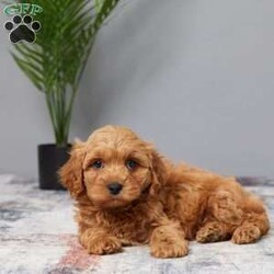 Tanner/Cavapoo									Puppy/Male	/8 Weeks,Woof, woof! Hey it’s Tanner! Tanner is full of energy, well socialized and loves to be cuddled by adults and children. He will be sure to capture your heart with his puppy kisses and sweet personality. He was born to Sasha (Cavalier Mom) and Rusty (red mini poodle Dad) on Aug 2nd. Mom weighs 13 lbs & Dad 12 lbs. So we expect Tanner to be around 12-13 lbs. full grown. He’s up to date on vaccines and dewormers to keep him happy & healthy. Text or call today if you would like to meet him in person or put a deposit on him and we’ll hold him for you until you can pick him up or… we offer delivery to your door for an additional fee. A basket with food, blanky & all paperwork will be sent with Tanner to his new home.