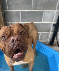 Adopt a dog:Bonnie/Dogue de Bordeaux/Female/8 Years 3 Months,Hey there! I'm Bonnie, an 8-year-old Dogue de Bordeaux with a whole lot of sass and a heart of gold. So, let’s get this out of the way—I’m a big girl. Like, really big. I’m basically a small horse with a lot more drool. I need to be the only dog in the house. Other dogs? Meh, not my thing. I get a bit uncomfortable when they get too close. I need a human who’s a pro at handling large breeds and can manage me when out on walks. Kids? Sure, I can handle them. I’ve tolerated all sorts of handling, but we definitely need to meet first. Gotta make sure the kids know how to treat a regal lady like myself with the respect I deserve. Plus, I need to make sure they’re cool with my epic cuddling sessions and occasional slobber showers. Indoor and outdoor access is a must for me. I’m not an apartment kind of gal. Can you imagine me trying to squeeze into a tiny elevator? Hilarious, but not practical. I need a yard to roam and a comfy spot indoors to chill. So, if you’re an experienced dog owner who loves big, slobbery kisses and has a penchant for managing majestic beasts like myself, let’s meet up. I promise to bring lots of love, laughs, and, of course, drool to your life! I am currently hanging out in a lovely foster home while I wait for my new family.  Paws and snuggles, Bonnie Requirements: