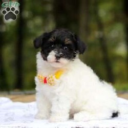 Jack/Maltipoo									Puppy/Male	/8 Weeks,Say hello to Jack, one of the cutest F1 Maltipoo babies you will ever meet! He is a true sweetheart with a heart of gold. He loves snuggling and being held! He also enjoys stuffed animals and playing with his many toys. He has been loved and doted on since birth and we’ve kept him current on vaccines and deworming. He’s also had his first vet visit and is microchipped. He comes with our one year genetic health guarantee. 