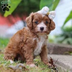 Mindy/Cavapoo									Puppy/Female	/5 Weeks,Meet Mindy, an adorable Cavapoo who is sure to capture your heart with her sweet nature and playful spirit! With her soft, wavy coat and soulful eyes, this little lady is the perfect blend of her poodle dad, Chester, who brings gentle affection, and her Cavalier mom, Tinko, who adds intelligence and energy to the mix. Tinko weighs 12 lbs. 