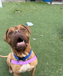 Adopt a dog:Bonnie/Dogue de Bordeaux/Female/8 Years 3 Months,Hey there! I'm Bonnie, an 8-year-old Dogue de Bordeaux with a whole lot of sass and a heart of gold. So, let’s get this out of the way—I’m a big girl. Like, really big. I’m basically a small horse with a lot more drool. I need to be the only dog in the house. Other dogs? Meh, not my thing. I get a bit uncomfortable when they get too close. I need a human who’s a pro at handling large breeds and can manage me when out on walks. Kids? Sure, I can handle them. I’ve tolerated all sorts of handling, but we definitely need to meet first. Gotta make sure the kids know how to treat a regal lady like myself with the respect I deserve. Plus, I need to make sure they’re cool with my epic cuddling sessions and occasional slobber showers. Indoor and outdoor access is a must for me. I’m not an apartment kind of gal. Can you imagine me trying to squeeze into a tiny elevator? Hilarious, but not practical. I need a yard to roam and a comfy spot indoors to chill. So, if you’re an experienced dog owner who loves big, slobbery kisses and has a penchant for managing majestic beasts like myself, let’s meet up. I promise to bring lots of love, laughs, and, of course, drool to your life! I am currently hanging out in a lovely foster home while I wait for my new family.  Paws and snuggles, Bonnie Requirements: