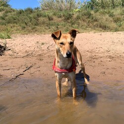 Matey/Australian Kelpie/Male/1 Year 5 Months,Hey there I am on the lookout for my very own forever home, I am a young pup who is in the need of a guardian that is willing and able to work on my ongoing training and socialisation. I have had a rough start to life, so will need a family that will take it slow and at my pace, a quiet and peaceful home is ideal for me so that I can develop a routine and settle into my new environment. Setting me up with my very own safe haven is an amazing idea so that I can retreat when I need to, providing me with enrichment items while in here will help me develop a positive association with this area. Looking into a positive reinforcement trainer in your area is a great idea as I may need some training classes in the near future to help me develop my life skills. I am a sweet pup who is just looking for a family that will give me some love and understanding and show me that life isn't too bad, I am super smart and willing to learn and will give you everything I have if you just give me some time and patience. I will need an owner home more often than not to help me settle into my new home and learn your routine. Requirements: **If you are interested is giving this wonderful pet a home please visit our website and complete an expression of interest 