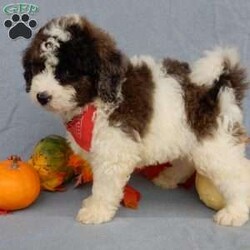 Max/Mini Goldendoodle									Puppy/Male	/7 Weeks,Prepare to fall in love !!! My name is Max and I’m the sweetest little F1b mini goldendoodle looking for my furever home! One look into my warm, loving eyes and at my silky soft coat and I’ll be sure to have captured your heart already! I’m very happy, playful and very kid friendly and I would love to fill your home with all my puppy love!! I am full of personality, and I give amazing puppy kisses! I stand out way above the rest with my beautiful fluffy merle and white coat! I will come to you vet checked, microchipped and up to date on all vaccinations and dewormings . I come with a 1-year guarantee with the option of extending it to a 3-year guarantee and our puppies also come with 30 days of pet insurance! My mother is Myla, our 27#mini goldendoodle with a heart of gold and my father is Nimbo, our beautiful 13# chocolate merle mini poodle and he has been genetically tested clear! Both of my parents are very sweet and kid friendly which will make me the same and they are available to meet!! I will grow to approx 18-20# and I will be hypoallergenic and nonshedding! Why wait when you know I’m the one for you? Call or text Martha to make me the newest addition to your family and get ready to spend a lifetime of tail wagging fun with me! (7% sales tax on in home pickups)