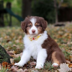 Landon/Australian Shepherd									Puppy/Male	/9 Weeks,Meet this darling little Australian Shepherd named Landon! This Australian Shepherd puppy is simply irresistible! With his fluffy coat and soft, round face and also his bright, curious eyes reflect the intelligence and playful spirit this breed is known for. Australian Shepherds are loyal, energetic, and always eager to explore, making them perfect companions for active families. Whether he's romping through the autumn leaves or cuddling by your side, this little pup is sure to fill your home with love, joy, and boundless energy!