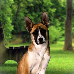 Louise/Siberian Husky / Boxer/Female/3 Months,Hello, I'm Louise – a pretty Siberian Husky cross with a heart full of love to give! I'm a girl who appreciates the finer, quieter things in life and would fit perfectly in a calm environment. I see myself as the only furry member of your family, as I thrive best in a single dog household. I am eager to learn about life at my own pace, so I'm on the lookout for a patient family who can cater to my curiosity and teach me new things. I promise to be a dedicated student! Given my breed, I need someone who leads a moderate lifestyle, with regular work hours, so we can spend quality time together. My preference for tranquility, I'm better suited for those aged 12 and above, as I would thrive in a home with older children in the home to go slow and give me breaks when I need some alone time. I am not a girl who is going to be able brunch at a cafe or explore the wilderness. I will need time to build up my confidence and feel safe in a home before I am able to explore the wide world. I don't have any known issues with other animals, but I believe I shine the brightest when I'm the star of the show. Requirements: If you're looking for a calm, loving, and moderately active companion, I'm your girl. Looking forward to making memories with you! Love and nose boops, Louise